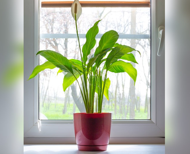 peace lily plant for home