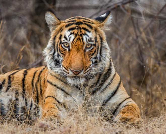 ranthambore national park