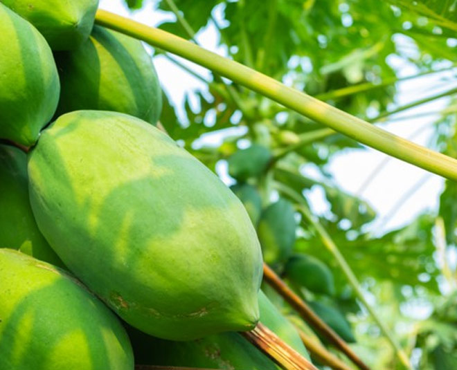 raw vegetables health benefits papaya inside 