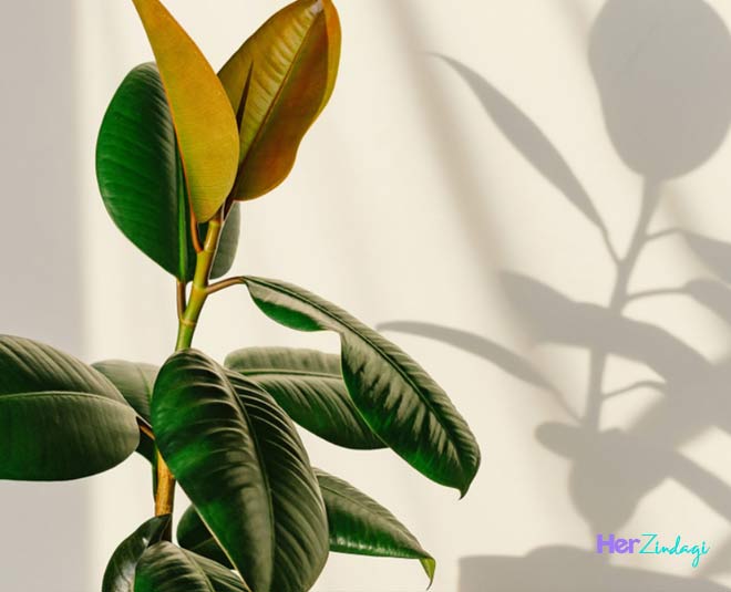 Benefits of Rubber Plant : Health and Vastu Benefits – Greenkin