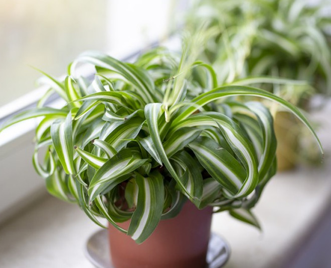 spider plants for home