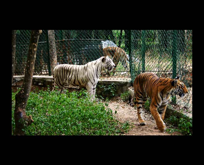 tiger in national park
