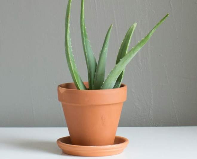 tips to get rid of insects from aloe vera inside 