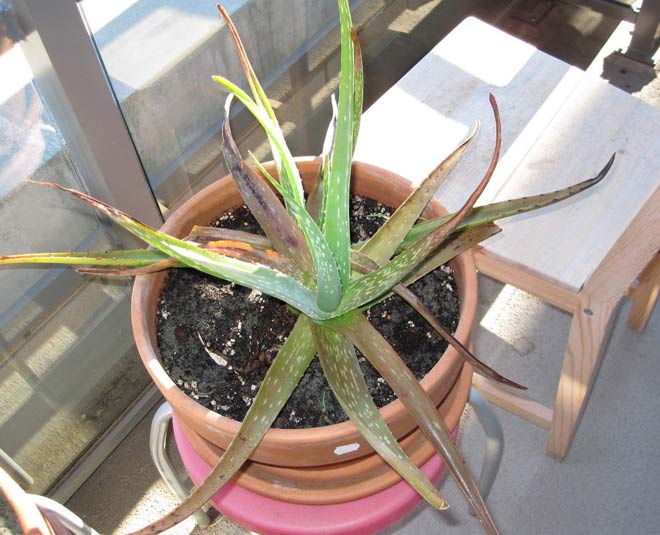 tips to get rid of insects from aloe vera inside 
