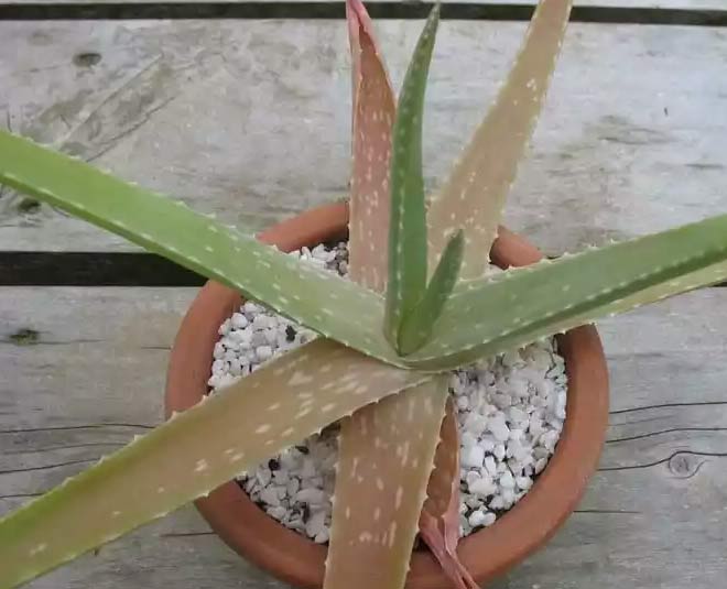 tips to get rid of insects from aloe vera inside 