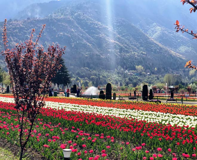 इंदिरा गांधी ट्यूलिप गार्डन, श्रीनगर tulip garden, srinagar