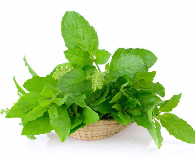 tulsi leaves benefits