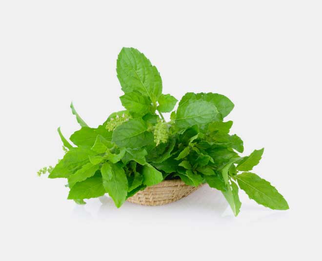 tulsi leaves spider