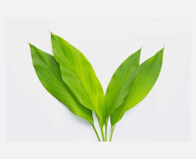 turmeric leaves