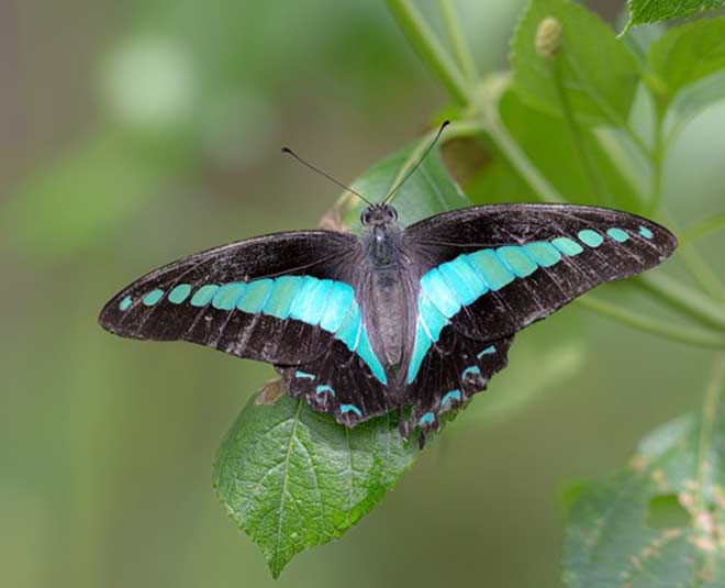 uses of hydrogen peroxide inside 