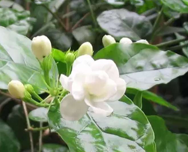 uses of jasmine mogra flower inside 