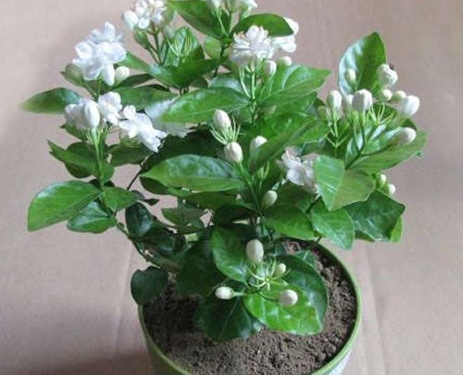 uses of jasmine mogra flower inside 