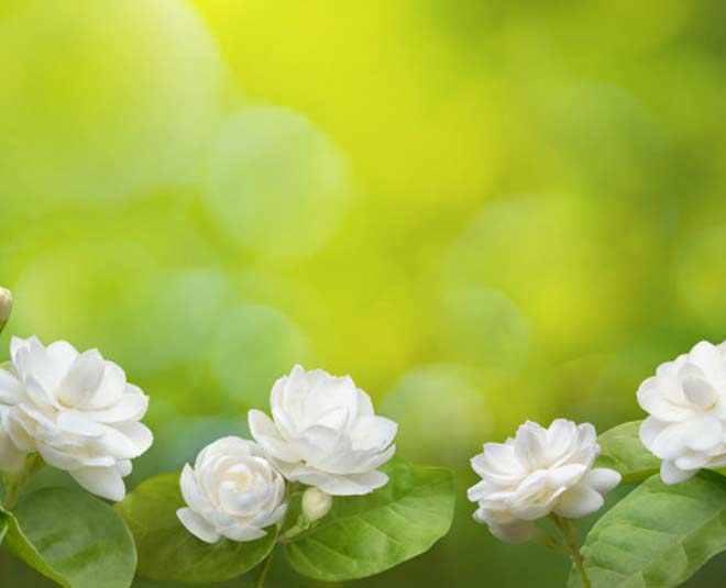 uses of jasmine mogra flower tips inside 