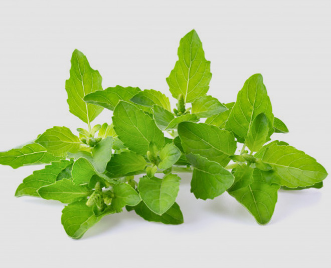 vitiligo treatment tulsi inside 