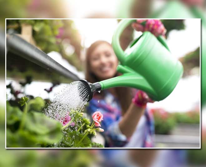 watering croton plant
