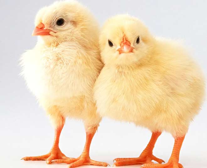 wedding unusual chicks