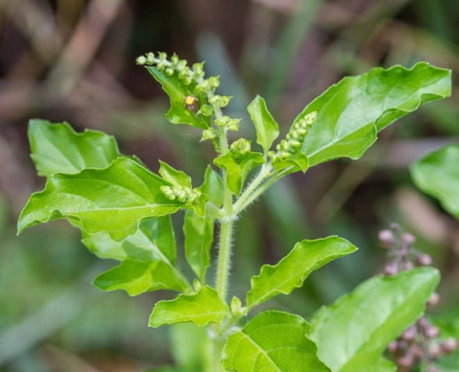 Gharelu Nuskhe For Back Pain