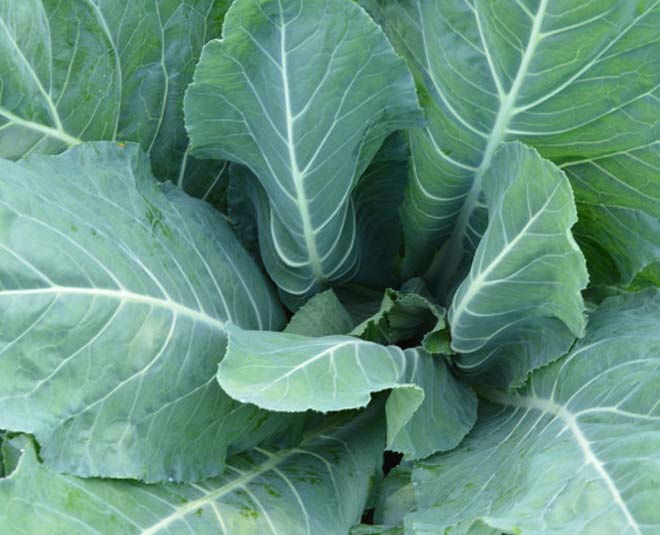 antioxident properties leaves