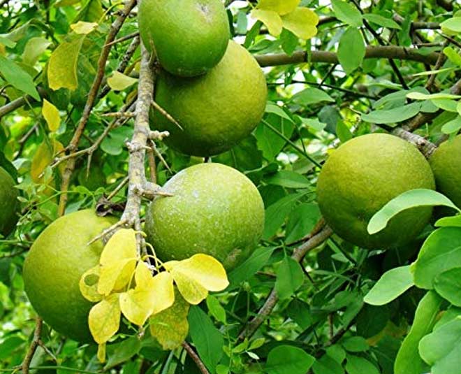 bel summer superfood