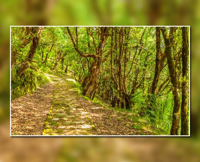 binsar wildlife sanctuary inside 