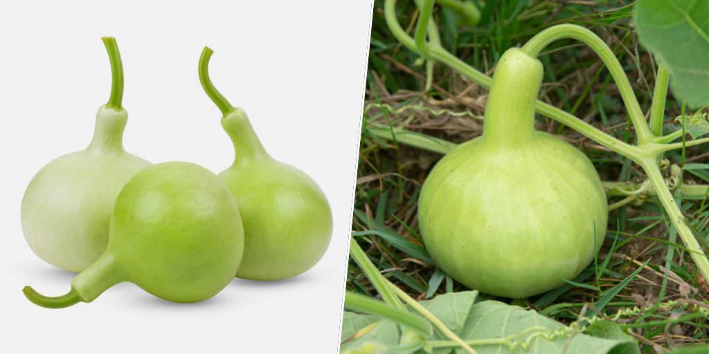 Know How You Can Add Bottle Gourd In Your Diet In Hindiसमर्स में घीया