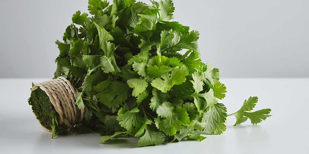 Coriander Leaves Benefits सेहत के लिए वरदान है हरा धनिया, डाइट में