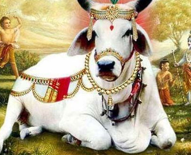 cow pujan thursday