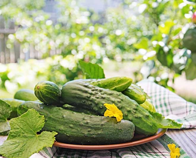 cucumber  buying  tips