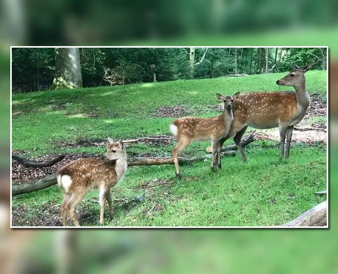 deer park almora inside 