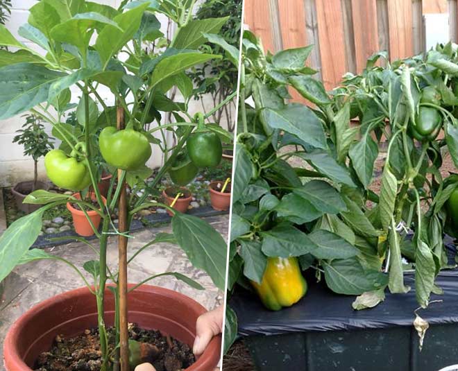 how to grow capsicum plant in pot