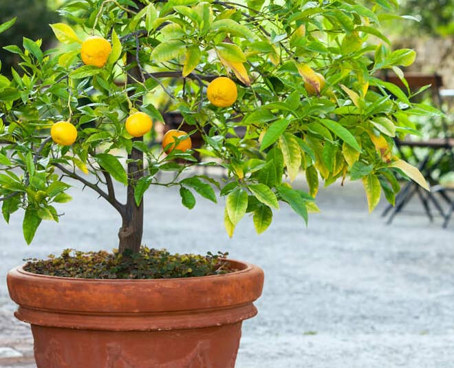 how to grow lemon plant in pot inside 