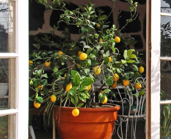 how to grow lemon plant in pot inside 