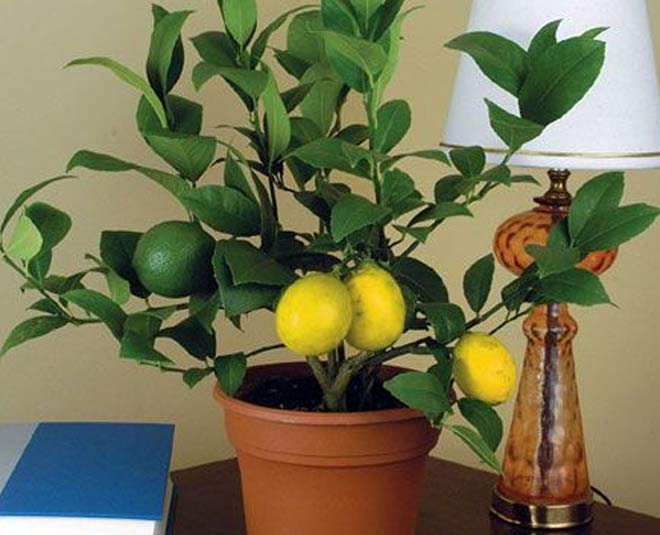 how to grow lemon plant in pot inside 