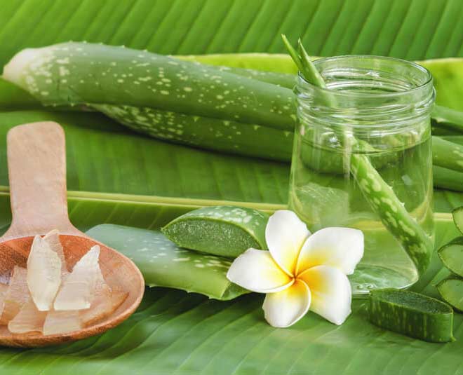 how to store aloe vera leaves inside 