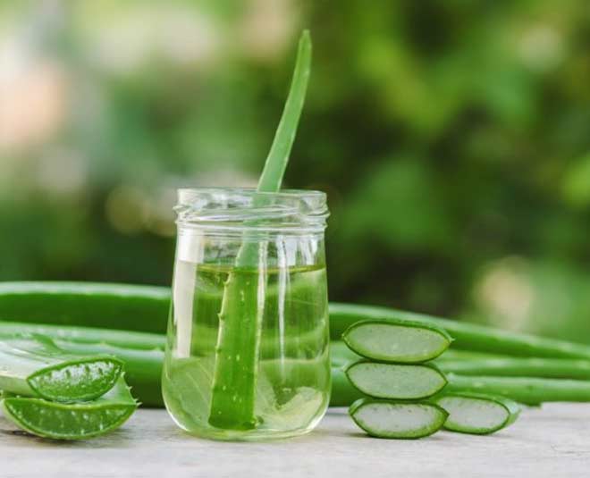 how to store aloe vera leaves know