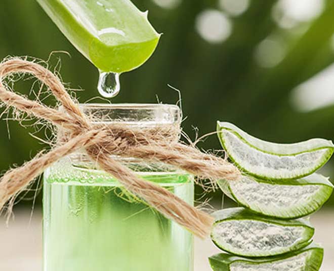 how to store aloe vera leaves tips inside 