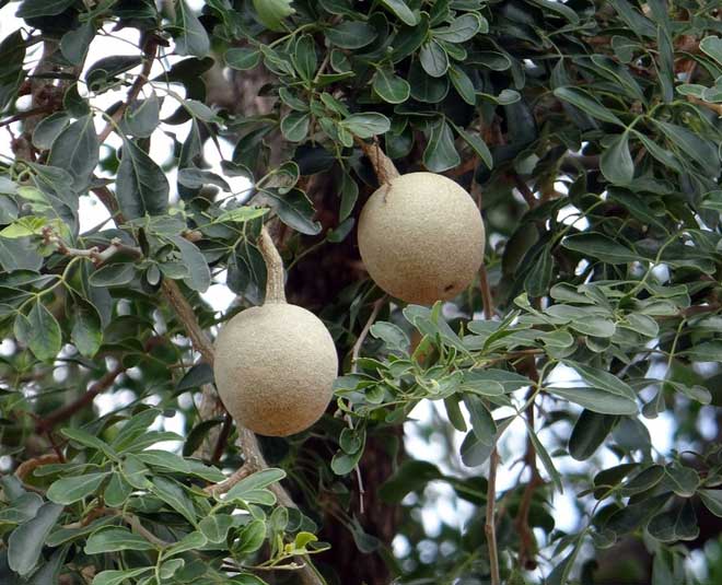 kaitha health benefit