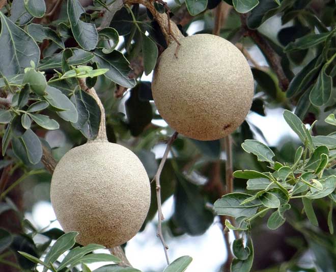 kaitha health benefits