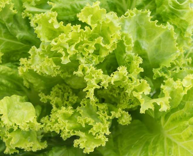 lettuce health benefits