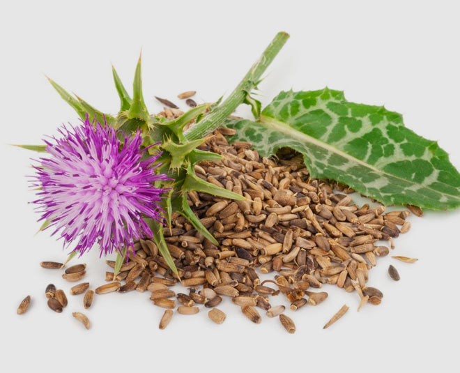 Milk Thistle Benefits In Hindi milk thistle benefits HerZindagi
