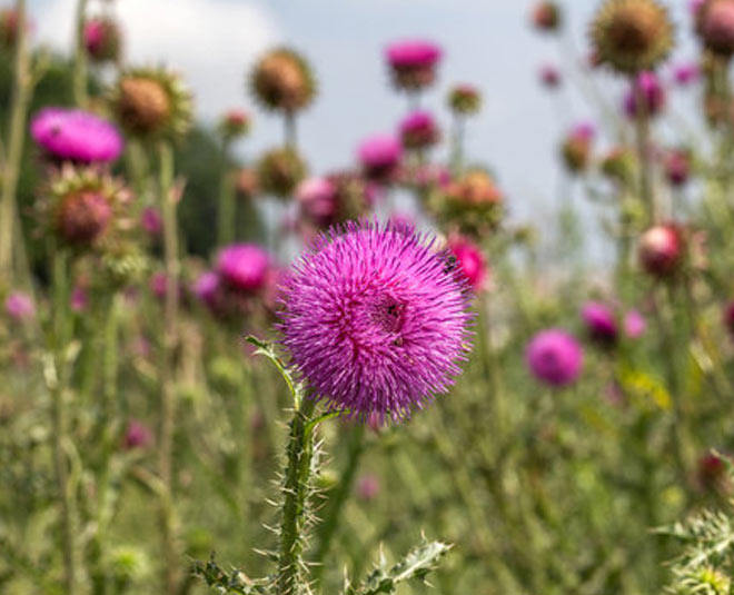Milk Thistle Benefits In Hindi milk thistle benefits HerZindagi