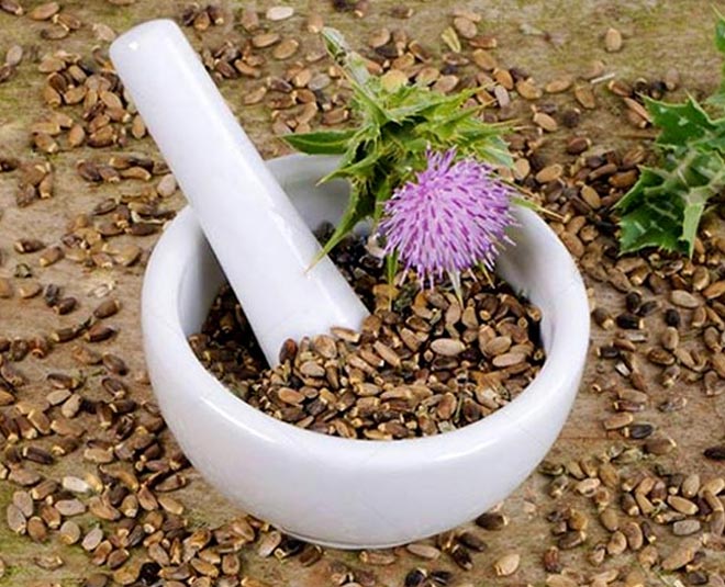 milk-thistle-benefits-in-hindi-milk-thistle-benefits-herzindagi