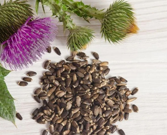 milk-thistle-benefits-in-hindi-milk-thistle-benefits-herzindagi