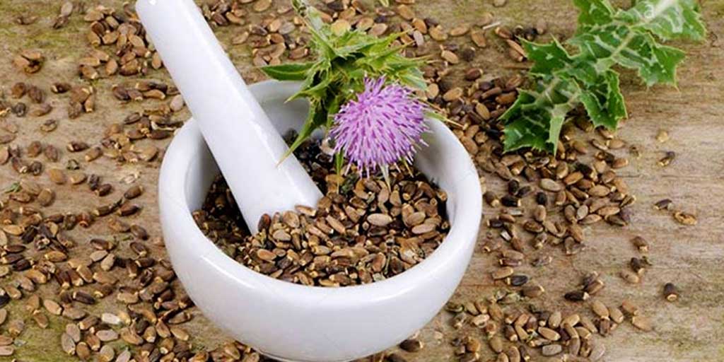 Milk Thistle Benefits In Hindi milk thistle benefits HerZindagi