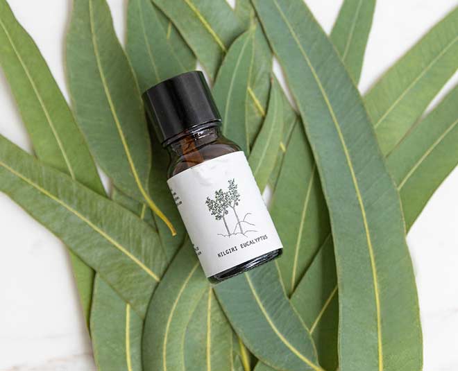 nilgiri oil benefits know inside 