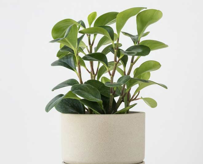 plants care with sponge