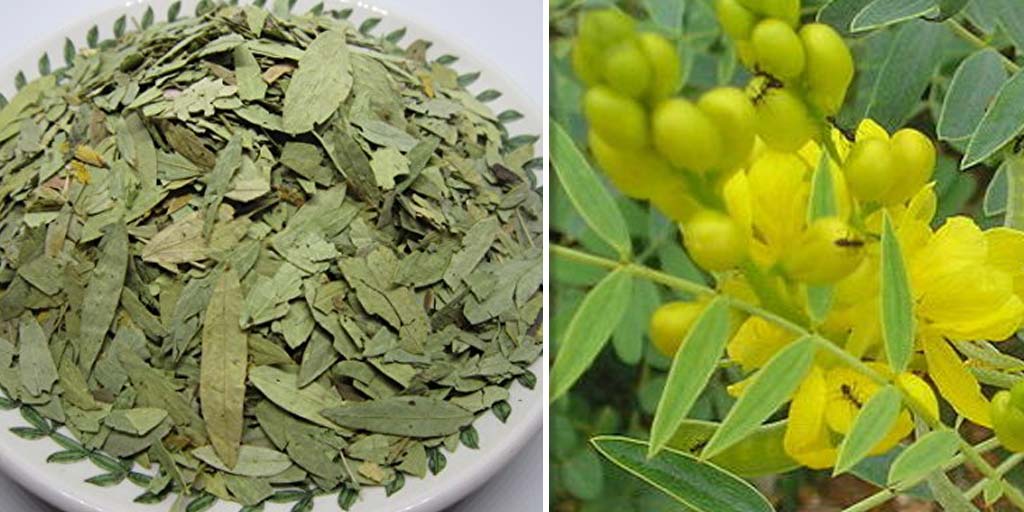 senna-leaves-benefits-in-hindi