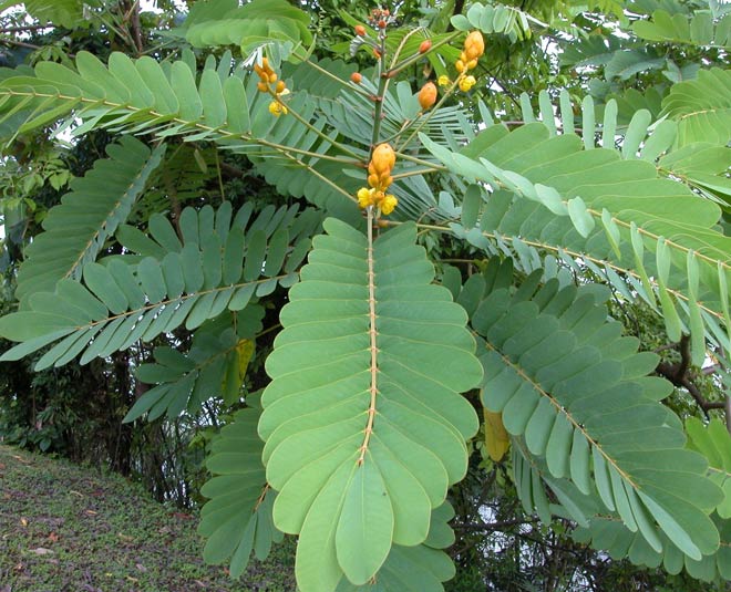 senna-leaves-benefits-in-hindi-senna-leaves-benefits-herzindagi