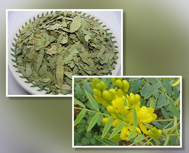 senna-leaves-benefits-in-hindi-senna-leaves-benefits-herzindagi