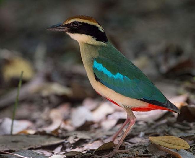 tourist places in bomdila inside 